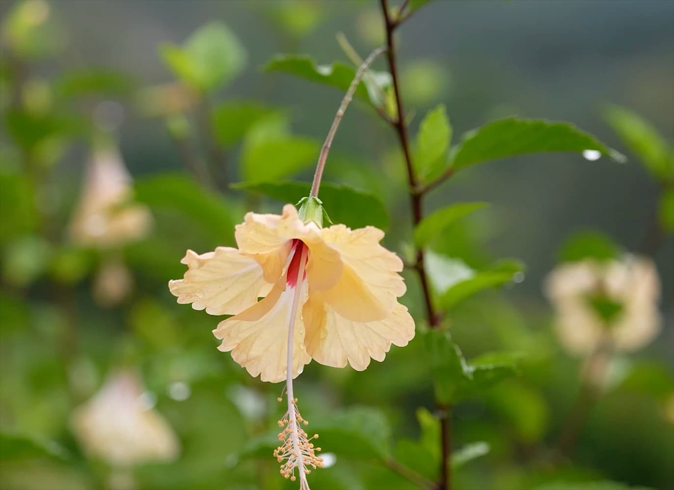 Soft yellow flower in close-up against a green natural background