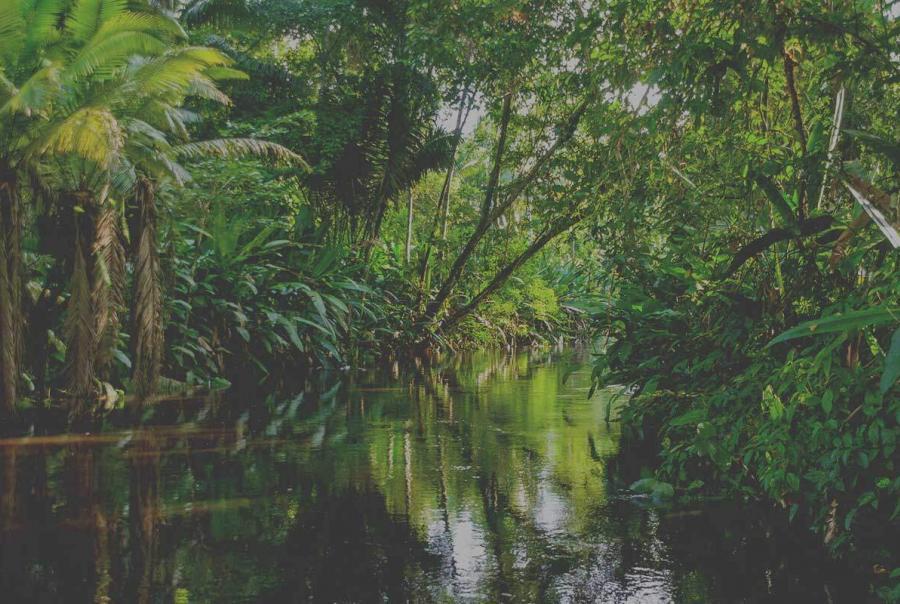 Soltara Healing Center Ayahuasca Retreats In Costa Rica