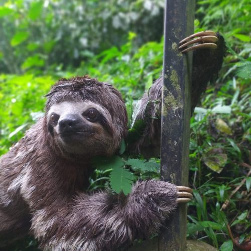 peru sloth